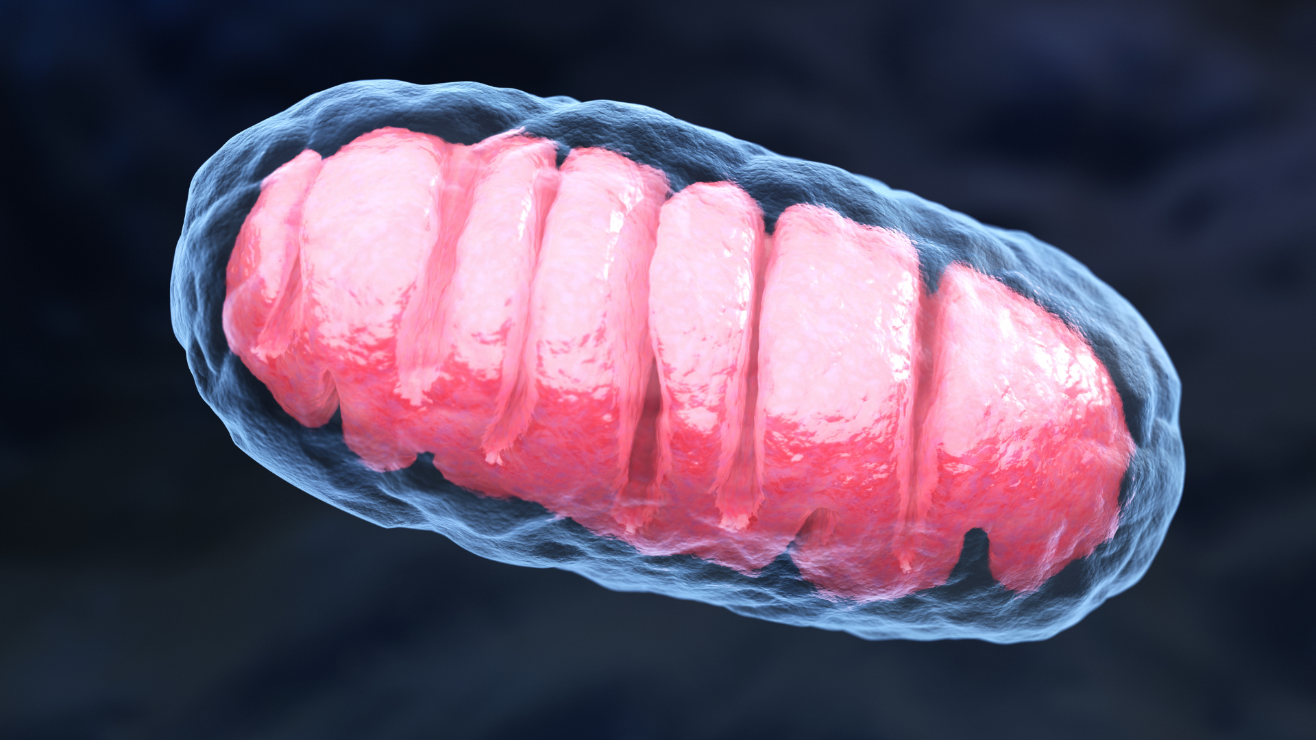 Methylene Blue Mitochondria